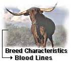 Texas Longhorn Breed Characteristics & Cattle