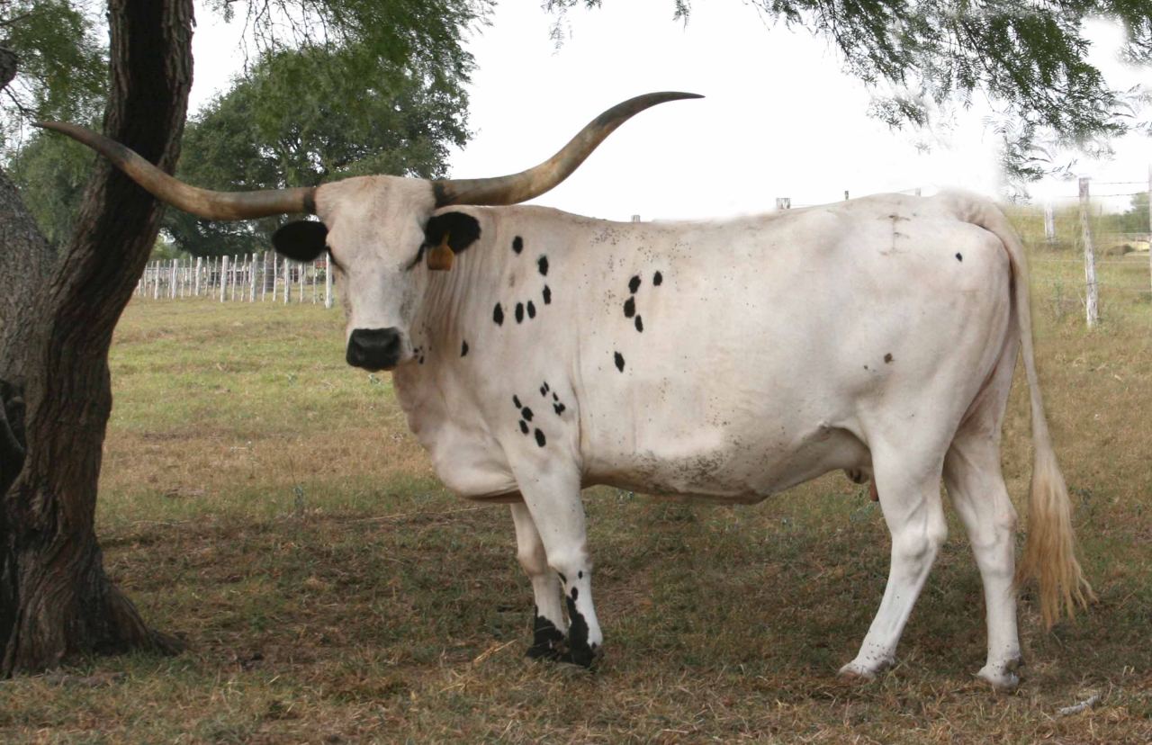 texas longhorn cattle information Thus evolved the texas longhorn, imported by spanish explorers, refined by in the late nineteenth century, cattle breeds from europe and asia became. texas longhorn cattle information Thus evolved the texas longhorn, imported by spanish explorers, refined by in the late nineteenth century, cattle breeds from europe and asia became.