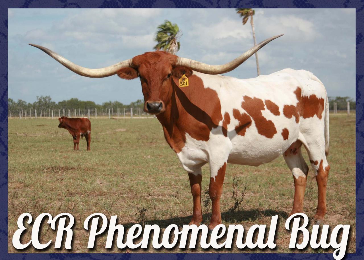Texas Longhorns