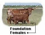 Texas Longhorn Foundation Females Information