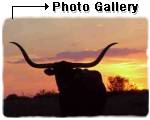 Texas Longhorn Cattle Information & Gallery of Longhorns