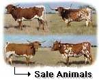 Texas Longhorn Cattle For Sale & Online Cattle Sales