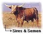 Texas Longhorn Herd Sires & Semen Information