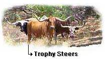 Texas Longhorn Trophy Steers & Cattle Information