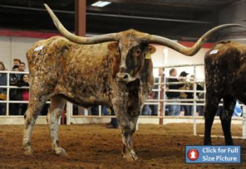 Click here for Full-Size Texas Longhorn Steers Photo